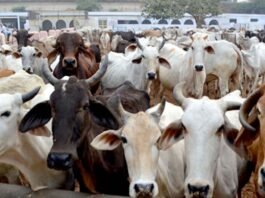 Cases of cow slaughter and violence