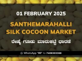 Silk Santhemarahalli Santemarahalli Government Cocoon Market ಸಂತೇಮರಹಳ್ಳಿ ರೇಷ್ಮೆ ಗೂಡು ಮಾರುಕಟ್ಟೆ ಧಾರಣೆ