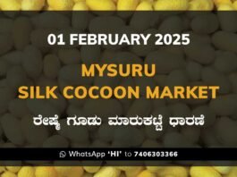 Mysuru Mysore Silk Cocoon Market Price Rate ಮೈಸೂರು ರೇಷ್ಮೆ ಗೂಡು ಮಾರುಕಟ್ಟೆ ಧಾರಣೆ