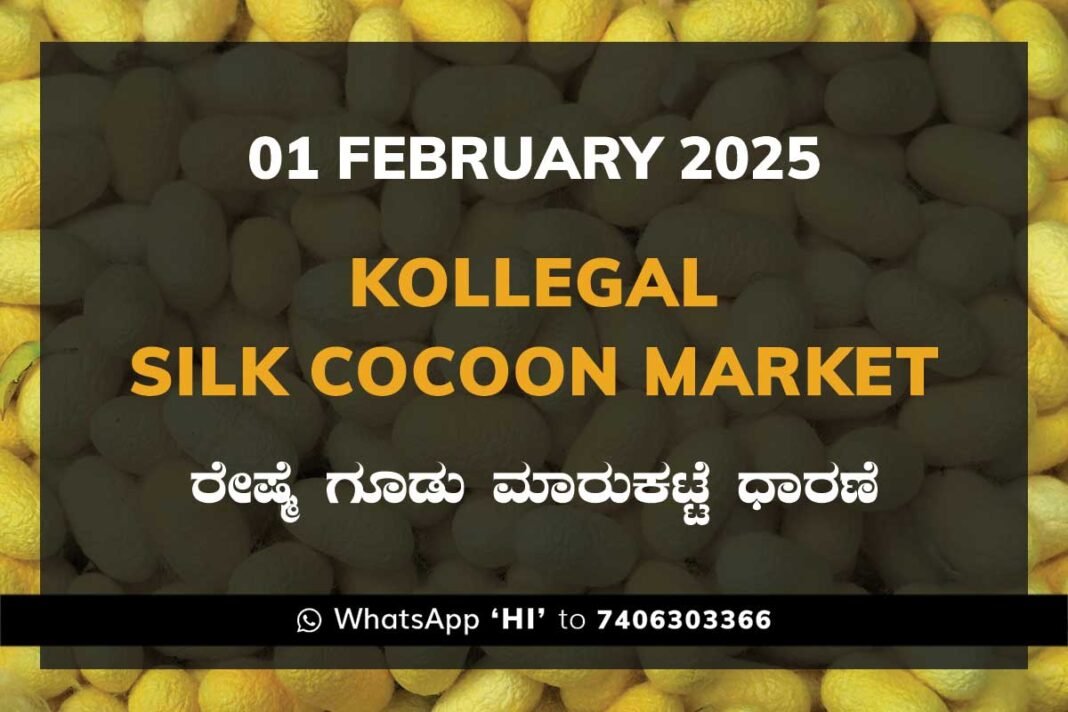 Kollegal Silk Cocoon Market Price Rate ಕೊಳ್ಳೇಗಾಲ ರೇಷ್ಮೆ ಗೂಡು ಮಾರುಕಟ್ಟೆ ಧಾರಣೆ