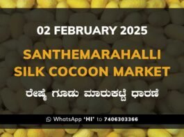 Silk Santhemarahalli Santemarahalli Government Cocoon Market ಸಂತೇಮರಹಳ್ಳಿ ರೇಷ್ಮೆ ಗೂಡು ಮಾರುಕಟ್ಟೆ ಧಾರಣೆ