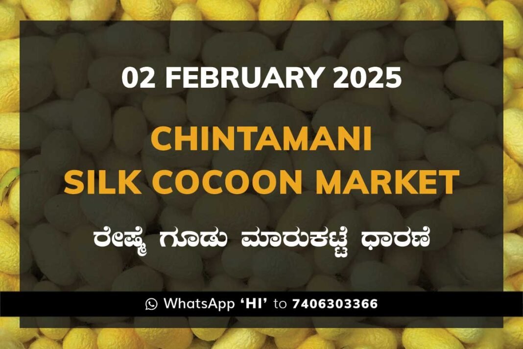 Chintamani Silk Cocoon Market ಚಿಂತಾಮಣಿ ರೇಷ್ಮೆ ಗೂಡು ಮಾರುಕಟ್ಟೆ ಧಾರಣೆ