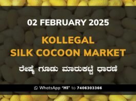 Kollegal Silk Cocoon Market Price Rate ಕೊಳ್ಳೇಗಾಲ ರೇಷ್ಮೆ ಗೂಡು ಮಾರುಕಟ್ಟೆ ಧಾರಣೆ