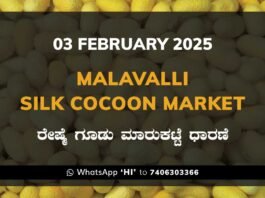 Malavalli Silk Cocoon Market Price Rate ಮಳವಳ್ಳಿ ರೇಷ್ಮೆ ಗೂಡು ಮಾರುಕಟ್ಟೆ ಧಾರಣೆ