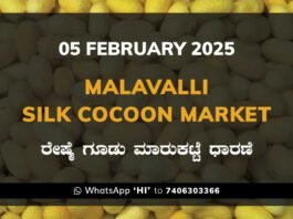 Malavalli Silk Cocoon Market Price Rate ಮಳವಳ್ಳಿ ರೇಷ್ಮೆ ಗೂಡು ಮಾರುಕಟ್ಟೆ ಧಾರಣೆ