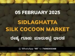 Sidlaghatta Silk Cocoon Market Price Rate ಶಿಡ್ಲಘಟ್ಟ ರೇಷ್ಮೆ ಗೂಡು ಮಾರುಕಟ್ಟೆ ಧಾರಣೆ