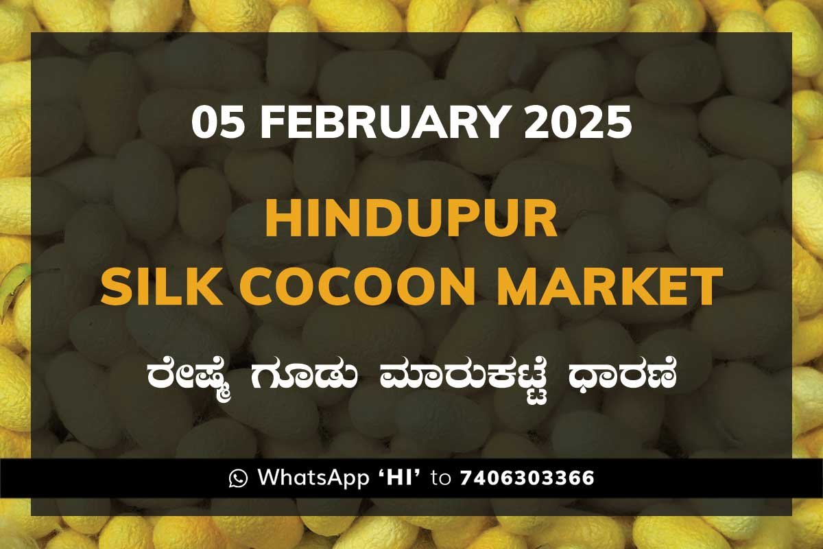 05FebKk Hindupur Government Silk Cocoon Market Daily Rate Report ಹಿಂದೂಪುರ ರೇಷ್ಮೆ ಗೂಡು ಮಾರುಕಟ್ಟೆ ಧಾರಣೆ