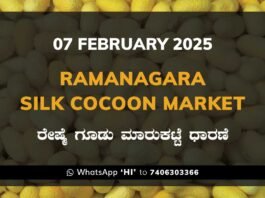 Ramanagara Silk Cocoon Market ರಾಮನಗರ ರೇಷ್ಮೆ ಗೂಡು ಮಾರುಕಟ್ಟೆ ಧಾರಣೆ