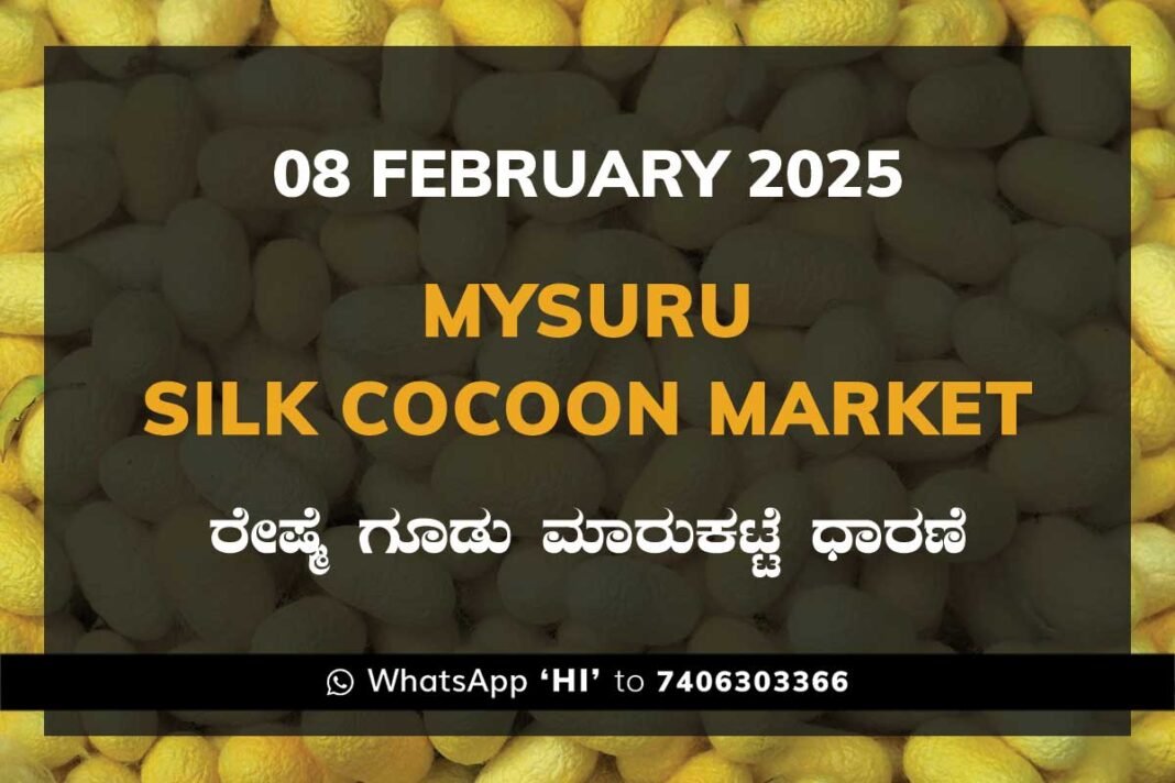 Mysuru Mysore Silk Cocoon Market Price Rate ಮೈಸೂರು ರೇಷ್ಮೆ ಗೂಡು ಮಾರುಕಟ್ಟೆ ಧಾರಣೆ