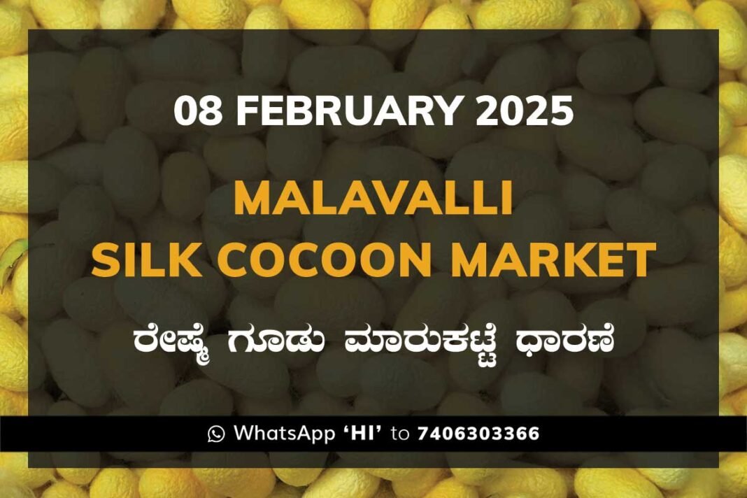 Malavalli Silk Cocoon Market Price Rate ಮಳವಳ್ಳಿ ರೇಷ್ಮೆ ಗೂಡು ಮಾರುಕಟ್ಟೆ ಧಾರಣೆ