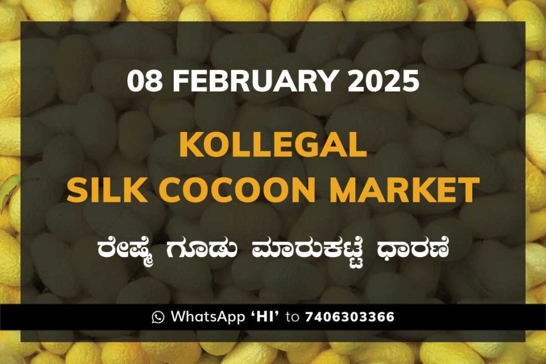 Kollegal Silk Cocoon Market Price Rate ಕೊಳ್ಳೇಗಾಲ ರೇಷ್ಮೆ ಗೂಡು ಮಾರುಕಟ್ಟೆ ಧಾರಣೆ