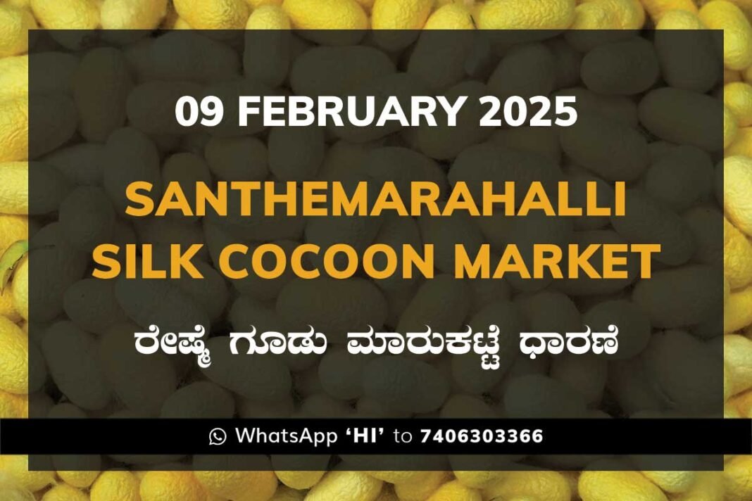 Silk Santhemarahalli Santemarahalli Government Cocoon Market ಸಂತೇಮರಹಳ್ಳಿ ರೇಷ್ಮೆ ಗೂಡು ಮಾರುಕಟ್ಟೆ ಧಾರಣೆ