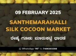 Silk Santhemarahalli Santemarahalli Government Cocoon Market ಸಂತೇಮರಹಳ್ಳಿ ರೇಷ್ಮೆ ಗೂಡು ಮಾರುಕಟ್ಟೆ ಧಾರಣೆ