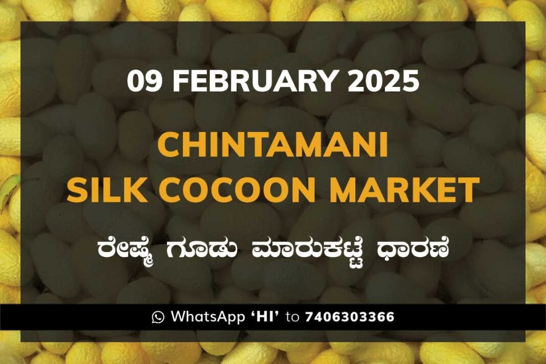 Chintamani Silk Cocoon Market ಚಿಂತಾಮಣಿ ರೇಷ್ಮೆ ಗೂಡು ಮಾರುಕಟ್ಟೆ ಧಾರಣೆ