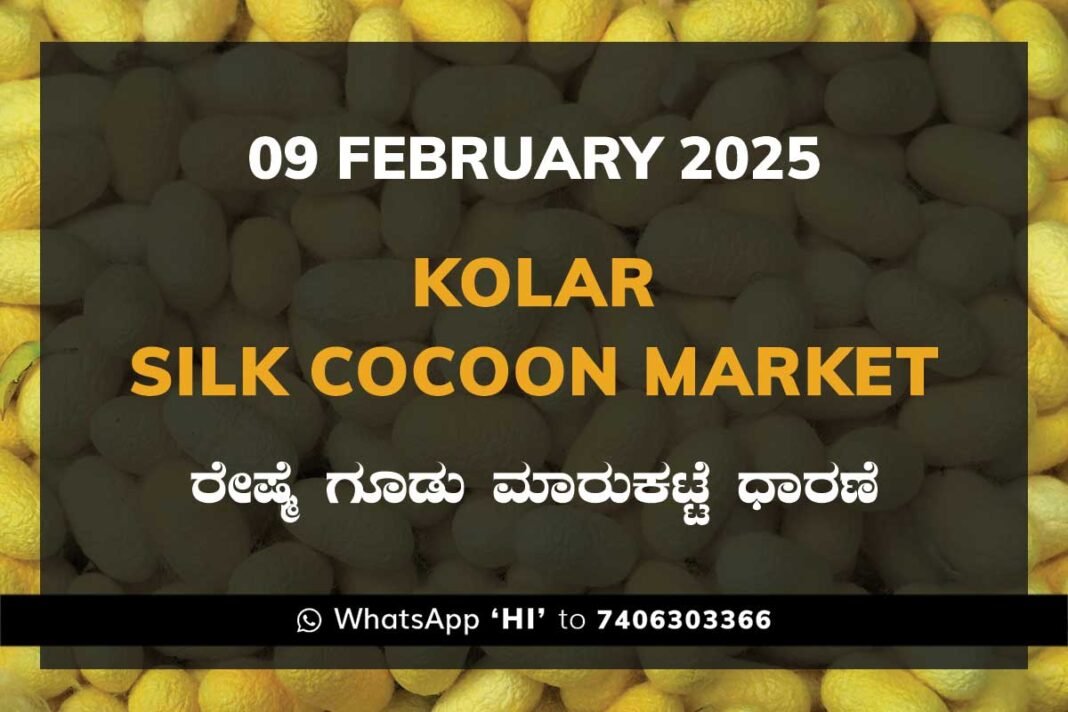 Kolar Silk Cocoon Market Price Rate ಕೋಲಾರ ರೇಷ್ಮೆ ಗೂಡು ಮಾರುಕಟ್ಟೆ ಧಾರಣೆ