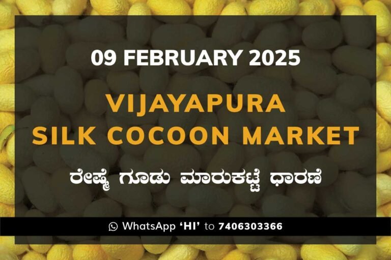 Vijayapura Government Silk Cocoon Market Daily Rate Report ವಿಜಯಪುರ ರೇಷ್ಮೆ ಗೂಡು ಮಾರುಕಟ್ಟೆ ಧಾರಣೆ