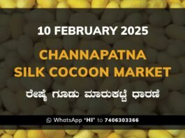 Channapatna Silk Cocoon Market Price Rate ಚನ್ನಪಟ್ಟಣ ರೇಷ್ಮೆ ಗೂಡು ಮಾರುಕಟ್ಟೆ ಧಾರಣೆ