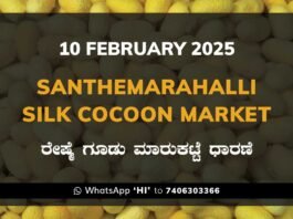 Silk Santhemarahalli Santemarahalli Government Cocoon Market ಸಂತೇಮರಹಳ್ಳಿ ರೇಷ್ಮೆ ಗೂಡು ಮಾರುಕಟ್ಟೆ ಧಾರಣೆ