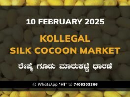 Kollegal Silk Cocoon Market Price Rate ಕೊಳ್ಳೇಗಾಲ ರೇಷ್ಮೆ ಗೂಡು ಮಾರುಕಟ್ಟೆ ಧಾರಣೆ