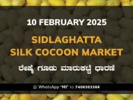 Sidlaghatta Silk Cocoon Market Price Rate ಶಿಡ್ಲಘಟ್ಟ ರೇಷ್ಮೆ ಗೂಡು ಮಾರುಕಟ್ಟೆ ಧಾರಣೆ