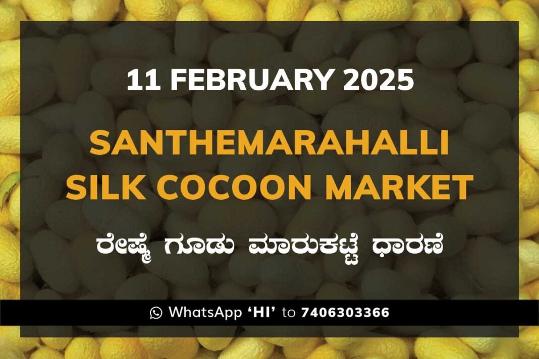 Silk Santhemarahalli Santemarahalli Government Cocoon Market ಸಂತೇಮರಹಳ್ಳಿ ರೇಷ್ಮೆ ಗೂಡು ಮಾರುಕಟ್ಟೆ ಧಾರಣೆ