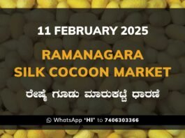 Ramanagara Silk Cocoon Market ರಾಮನಗರ ರೇಷ್ಮೆ ಗೂಡು ಮಾರುಕಟ್ಟೆ ಧಾರಣೆ