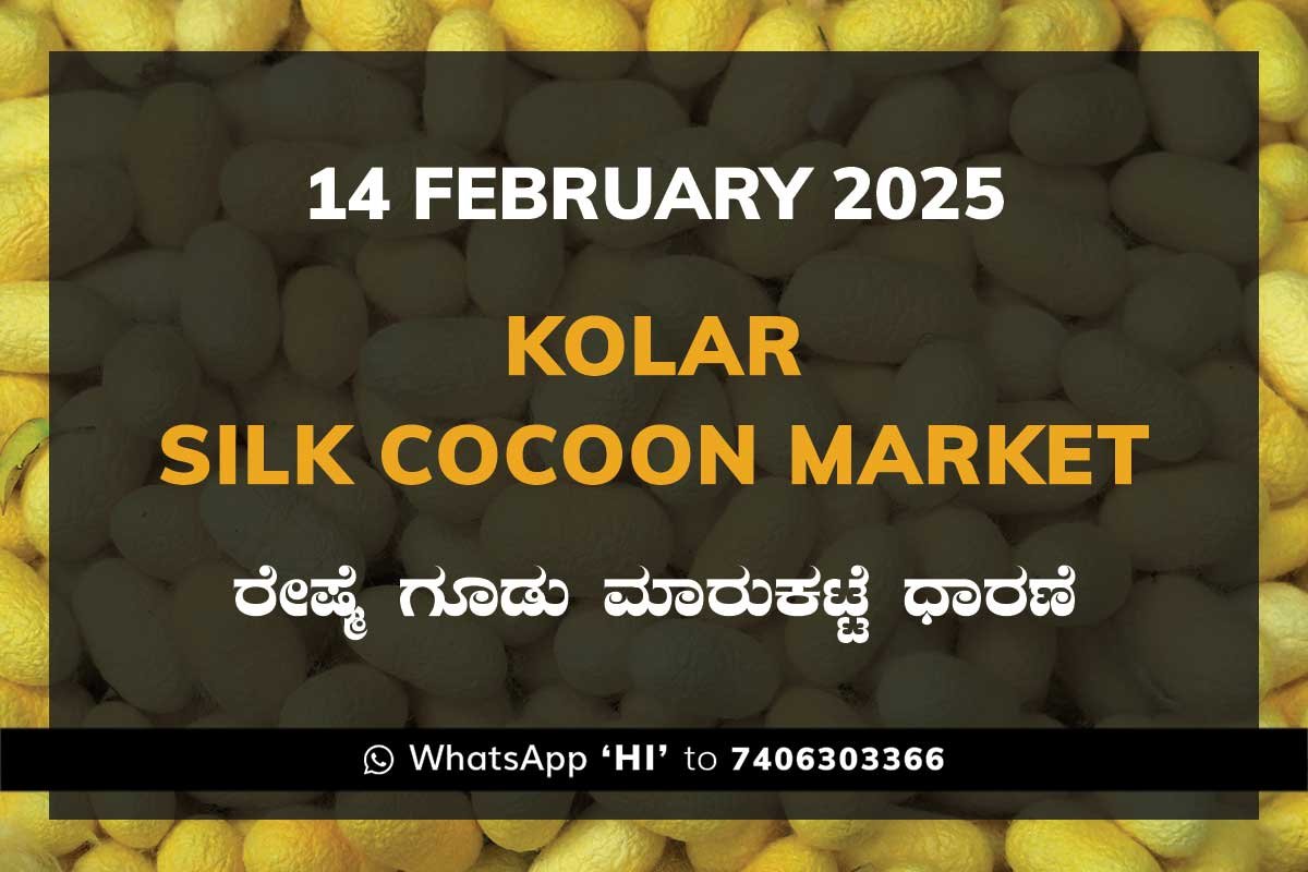 Kolar Silk Cocoon Market Price Rate ಕೋಲಾರ ರೇಷ್ಮೆ ಗೂಡು ಮಾರುಕಟ್ಟೆ ಧಾರಣೆ