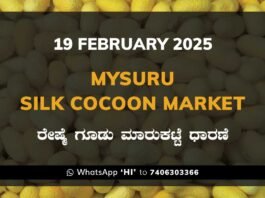 Mysuru Mysore Silk Cocoon Market Price Rate ಮೈಸೂರು ರೇಷ್ಮೆ ಗೂಡು ಮಾರುಕಟ್ಟೆ ಧಾರಣೆ