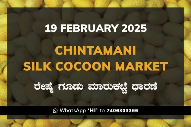 Chintamani Silk Cocoon Market ಚಿಂತಾಮಣಿ ರೇಷ್ಮೆ ಗೂಡು ಮಾರುಕಟ್ಟೆ ಧಾರಣೆ