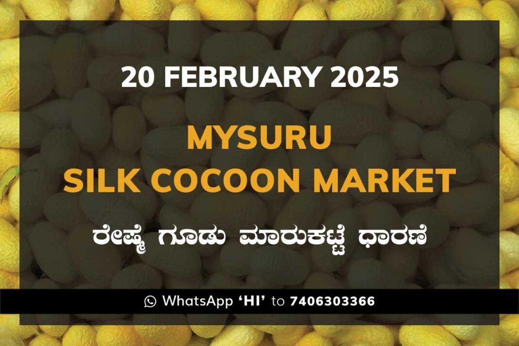 Mysuru Mysore Silk Cocoon Market Price Rate ಮೈಸೂರು ರೇಷ್ಮೆ ಗೂಡು ಮಾರುಕಟ್ಟೆ ಧಾರಣೆ