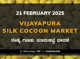 Vijayapura Government Silk Cocoon Market Daily Rate Report ವಿಜಯಪುರ ರೇಷ್ಮೆ ಗೂಡು ಮಾರುಕಟ್ಟೆ ಧಾರಣೆ