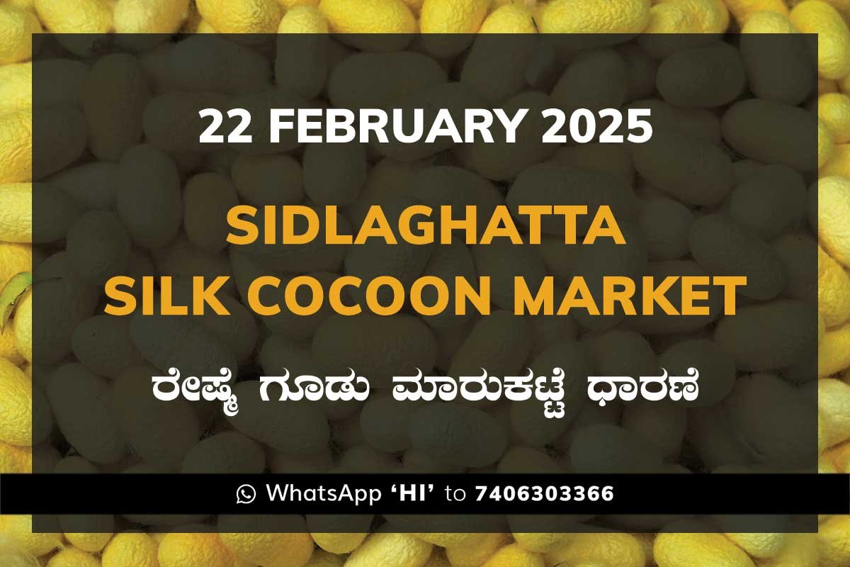 22FebKi Sidlaghatta Silk Cocoon Market Price Rate ಶಿಡ್ಲಘಟ್ಟ ರೇಷ್ಮೆ ಗೂಡು ಮಾರುಕಟ್ಟೆ ಧಾರಣೆ