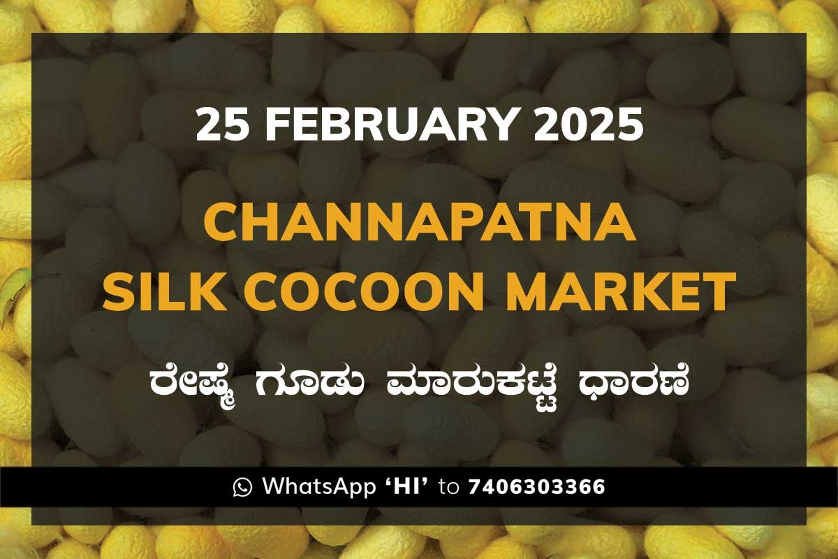 25FebKa Channapatna Silk Cocoon Market Price Rate ಚನ್ನಪಟ್ಟಣ ರೇಷ್ಮೆ ಗೂಡು ಮಾರುಕಟ್ಟೆ ಧಾರಣೆ