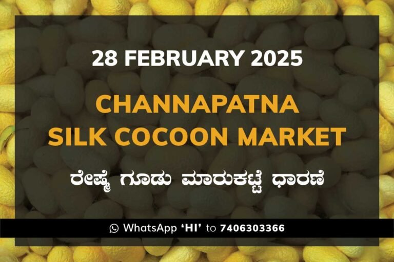 Channapatna Silk Cocoon Market Price Rate ಚನ್ನಪಟ್ಟಣ ರೇಷ್ಮೆ ಗೂಡು ಮಾರುಕಟ್ಟೆ ಧಾರಣೆ