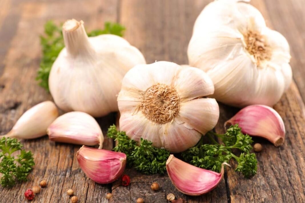 Garlic