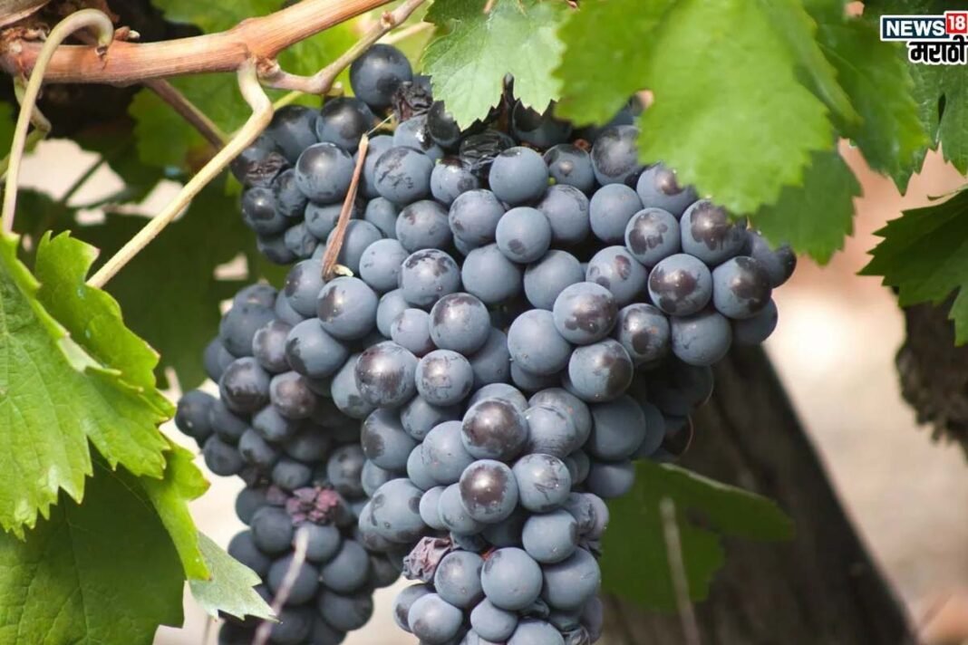 Black grapes