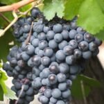 Black grapes