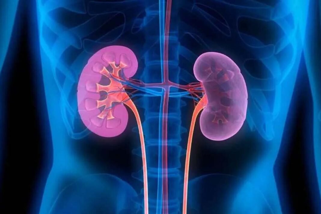 Kidney