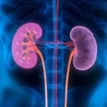 Kidney