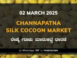 Channapatna Silk Cocoon Market Price Rate ಚನ್ನಪಟ್ಟಣ ರೇಷ್ಮೆ ಗೂಡು ಮಾರುಕಟ್ಟೆ ಧಾರಣೆ