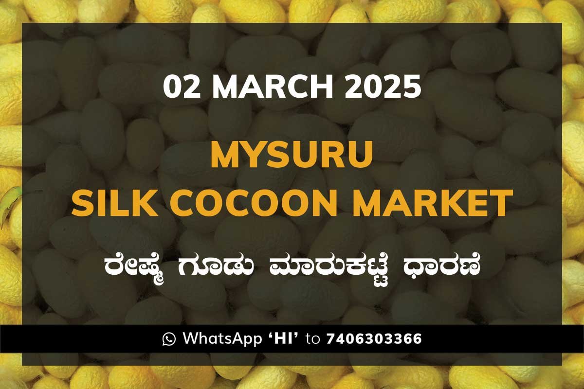 Mysuru Mysore Silk Cocoon Market Price Rate ಮೈಸೂರು ರೇಷ್ಮೆ ಗೂಡು ಮಾರುಕಟ್ಟೆ ಧಾರಣೆ