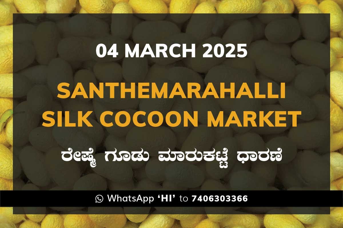 Silk Santhemarahalli Santemarahalli Government Cocoon Market ಸಂತೇಮರಹಳ್ಳಿ ರೇಷ್ಮೆ ಗೂಡು ಮಾರುಕಟ್ಟೆ ಧಾರಣೆ