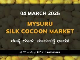 Mysuru Mysore Silk Cocoon Market Price Rate ಮೈಸೂರು ರೇಷ್ಮೆ ಗೂಡು ಮಾರುಕಟ್ಟೆ ಧಾರಣೆ