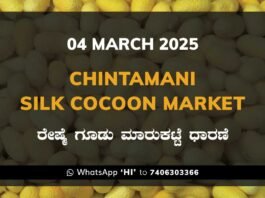 Chintamani Silk Cocoon Market ಚಿಂತಾಮಣಿ ರೇಷ್ಮೆ ಗೂಡು ಮಾರುಕಟ್ಟೆ ಧಾರಣೆ