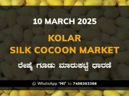 Kolar Silk Cocoon Market Price Rate ಕೋಲಾರ ರೇಷ್ಮೆ ಗೂಡು ಮಾರುಕಟ್ಟೆ ಧಾರಣೆ