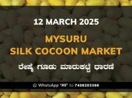 Mysuru Mysore Silk Cocoon Market Price Rate ಮೈಸೂರು ರೇಷ್ಮೆ ಗೂಡು ಮಾರುಕಟ್ಟೆ ಧಾರಣೆ