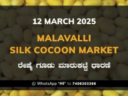 Malavalli Silk Cocoon Market Price Rate ಮಳವಳ್ಳಿ ರೇಷ್ಮೆ ಗೂಡು ಮಾರುಕಟ್ಟೆ ಧಾರಣೆ