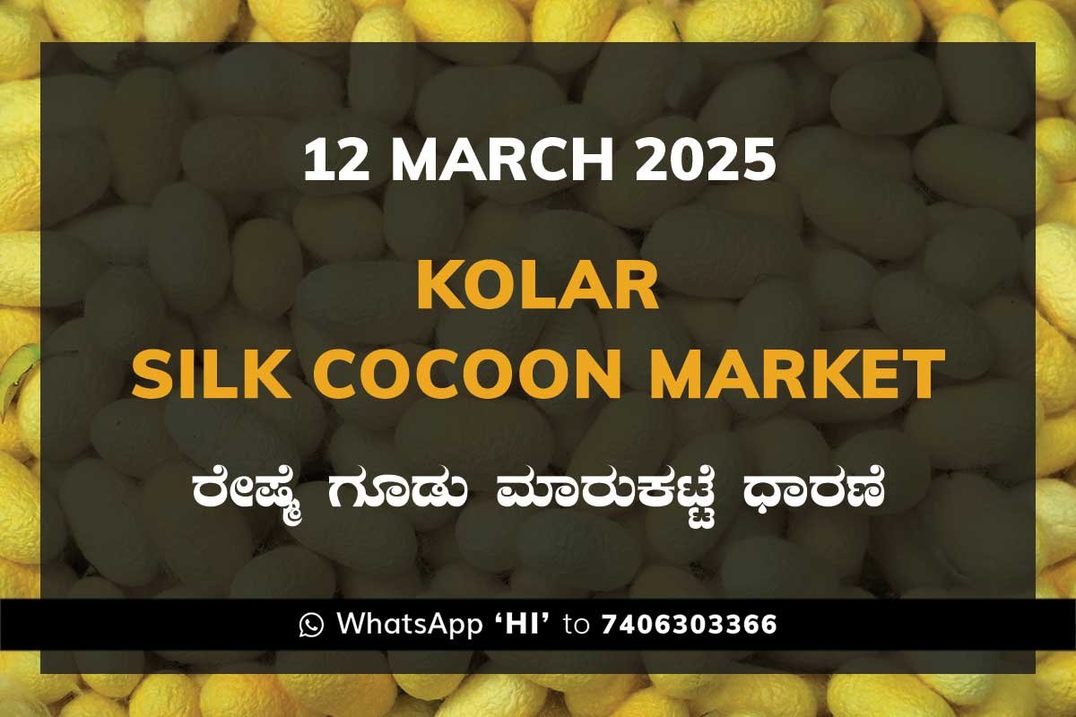 Kolar Silk Cocoon Market Price Rate ಕೋಲಾರ ರೇಷ್ಮೆ ಗೂಡು ಮಾರುಕಟ್ಟೆ ಧಾರಣೆ