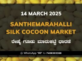 Silk Santhemarahalli Santemarahalli Government Cocoon Market ಸಂತೇಮರಹಳ್ಳಿ ರೇಷ್ಮೆ ಗೂಡು ಮಾರುಕಟ್ಟೆ ಧಾರಣೆ