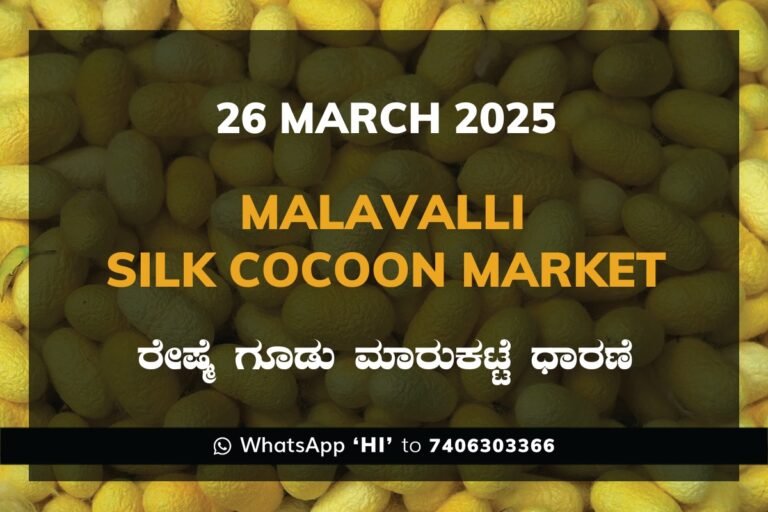 Malavalli Silk Cocoon Market Price Rate ಮಳವಳ್ಳಿ ರೇಷ್ಮೆ ಗೂಡು ಮಾರುಕಟ್ಟೆ ಧಾರಣೆ